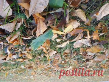 Ноябрь — не время для самодеятельности в огороде. Ошибки сейчас могут стоить весеннего урожая. Слишком многие в ноябре хватаются за секатор, будто от него зависит судьба сада.