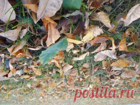 Ноябрь — не время для самодеятельности в огороде. Ошибки сейчас могут стоить весеннего урожая. Слишком многие в ноябре хватаются за секатор, будто от него зависит судьба сада.