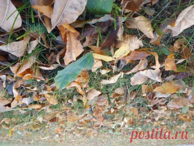 Ноябрь — не время для самодеятельности в огороде. Ошибки сейчас могут стоить весеннего урожая. Слишком многие в ноябре хватаются за секатор, будто от него зависит судьба сада.