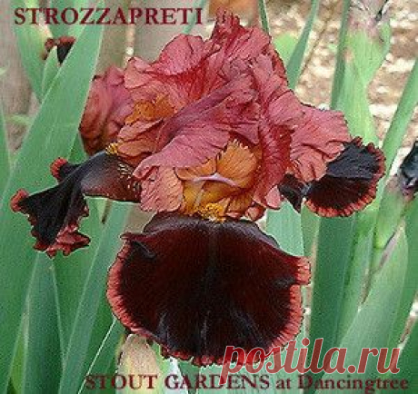 ris STROZZAPRETI | Stout Gardens at Dancingtree  |  Найдено на сайте stoutgardens.com.
