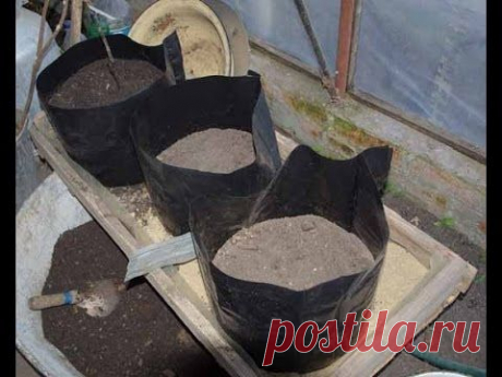 Посадка винограда весной. Контейнерный метод