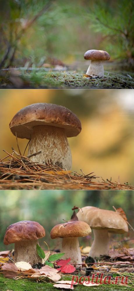 35PHOTO - Вячеслав Мищенко - Грибные места.