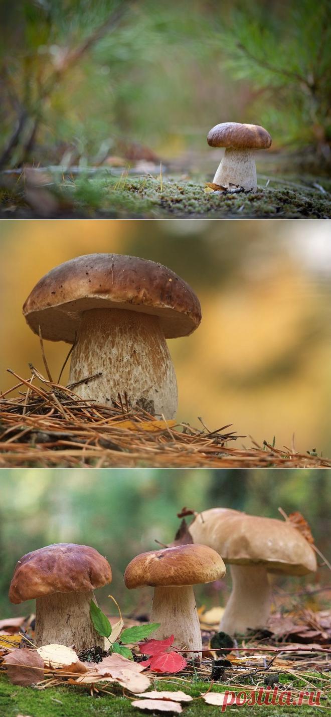 35PHOTO - Вячеслав Мищенко - Грибные места.