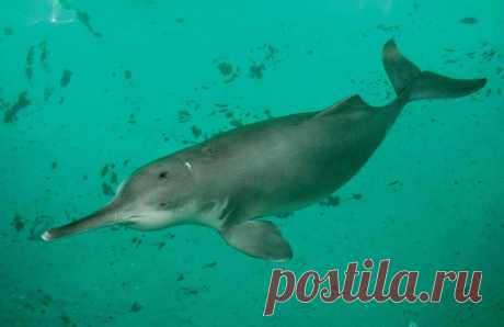 Китайский речной дельфин