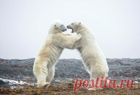 Захватывающая дикая природа