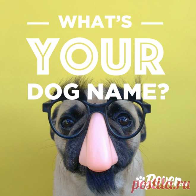 Dog Name Generator | Rover.com
