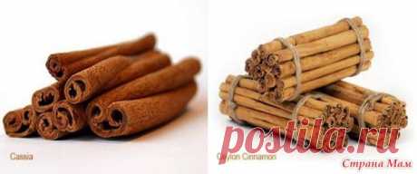 Корица или кассия? Как отличить настоящую корицу от фальшивой? - Страна Мам