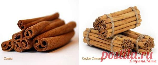 Корица или кассия? Как отличить настоящую корицу от фальшивой? - Страна Мам