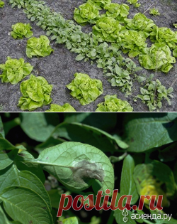 Грамотное чередование культур - севооборот