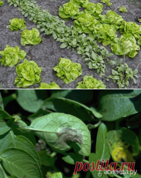 Грамотное чередование культур - севооборот