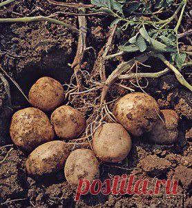 Хороший урожай картофельных клубней и предпосевная подготовка - Чудо-огород