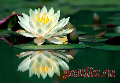 115884410_bigstock_Waterlily_And_Its_Reflection_234353.jpg (Изображение JPEG, 700 × 489 пикселов)