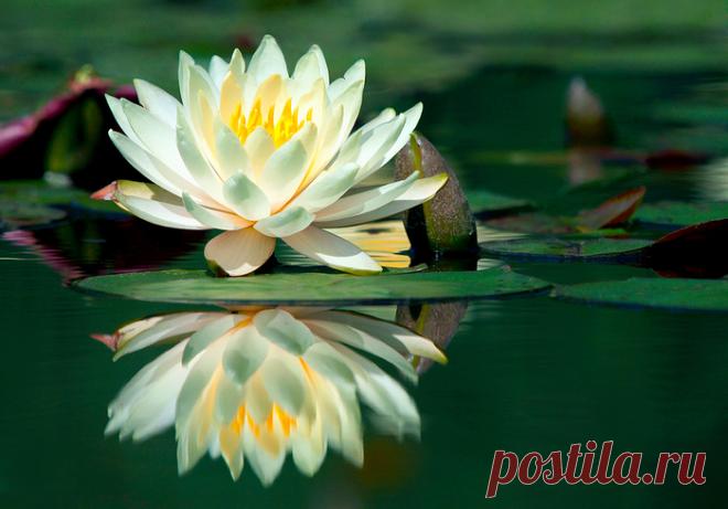 115884410_bigstock_Waterlily_And_Its_Reflection_234353.jpg (Изображение JPEG, 700 × 489 пикселов)