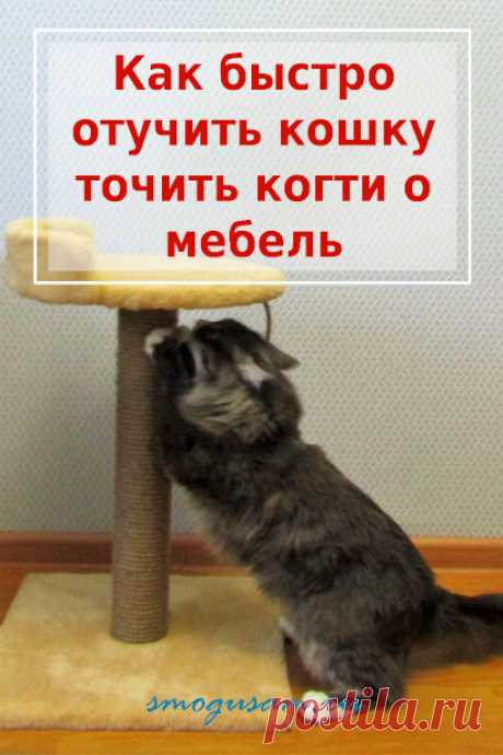 Как отучить кошку точить когти о мебель и стены