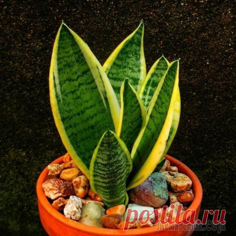 Цветок щучий хвост – разновидности, пересадка и уход