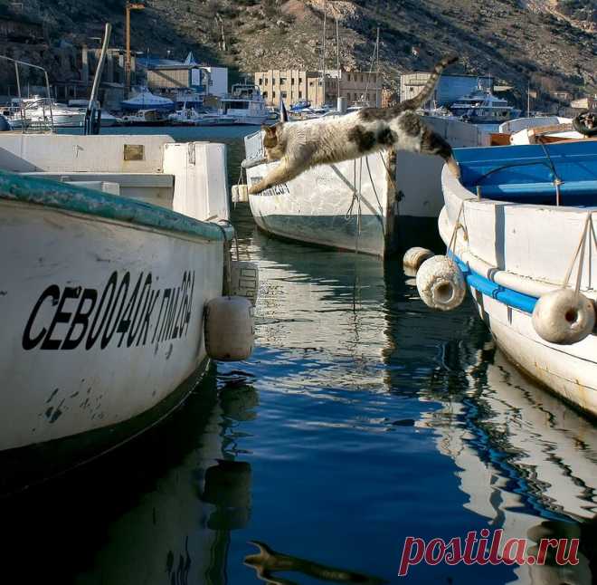 Малина в тумане - Кото новогод