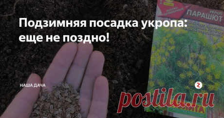 Подзимняя посадка укропа: еще не поздно! Вообще, открою вам секрет (который, наверное, для половины подписчиков канала секретом не будет) –раньше специально укроп я не никогда не сажала. До прошлого года. Он прекрасно рос самосевом – на огороде то тут, то там, все года красовались ароматные зонтики. Но, во-первых, это не по мне, когда укроп, как сорняк, растет, где ни попадя, ведь для зелени выделен отдельный уголок на даче.