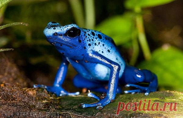 Голубой древолаз (Dendrobates azureus)
