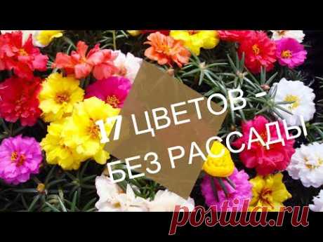 Красивые Однолетние ЦВЕТЫ семенами без рассады 2