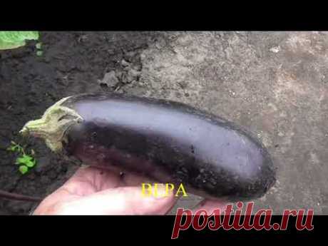 Как выращиваю баклажаны