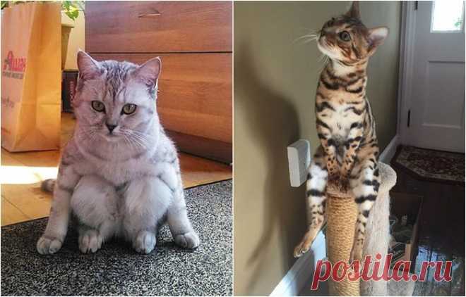 Коты, которые ставят в тупик своим поведением