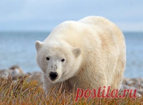 Какого цвета белый медведь? Самый очевидный ответ на этот вопрос — белого. Однако все не так просто.