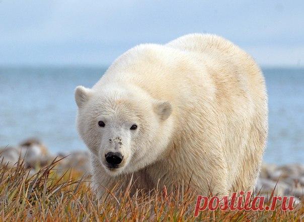 Какого цвета белый медведь? Самый очевидный ответ на этот вопрос — белого. Однако все не так просто.