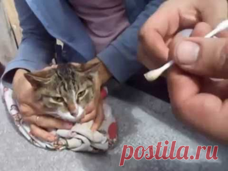 ЛЕЧИМ УШИ КОТУ. УШНОЙ КЛЕЩ. ЗАКАПЫВАЕМ УШИ КОШКЕ