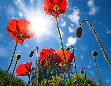 ☜❶☞ᗹỔṦṦ☜❶☞ ☛✟★❣Ř♥ũ♥š♥ľ♥ằ♥ń ❣★✟
