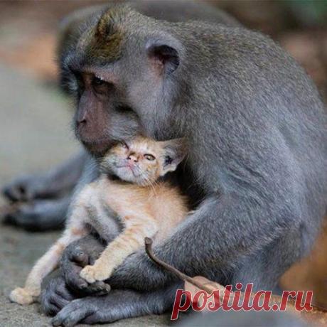 Невероятные случаи усыновления из мира животных