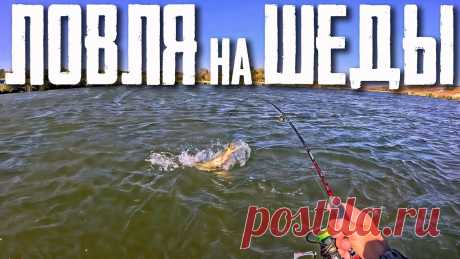 🔴 ЗДОРОВЫЕ ЩУКИ СОШЛИ с УМА!!! Ловля КРУПНОЙ ЩУКИ на ШЕДЫ!🔥💪🔥 Ловля щуки на шеды, чаще всего оказывается результативной! Все дело в том, что своей игрой они соблазняют, как активную, так и пассивную рыбу. Кроме этого на...