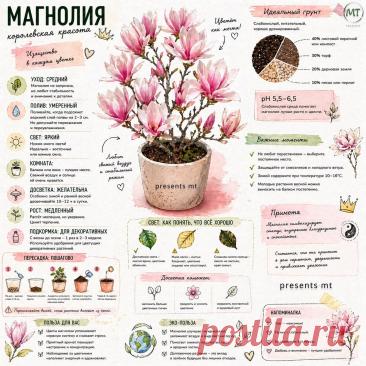 Магнолия