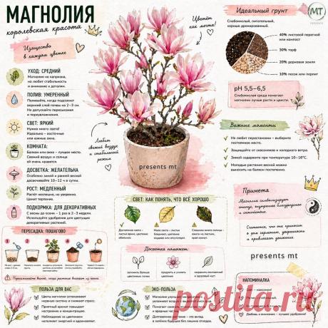 Магнолия