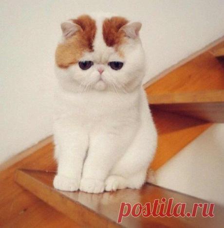 Мой Мир@Mail.Ru