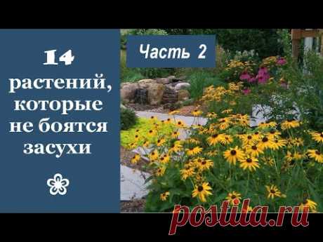 ❀ 14 красивых растений, которые не боятся засухи. Часть 2