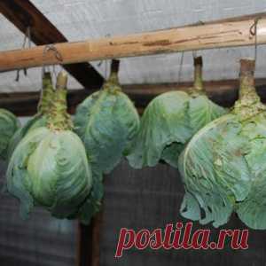 Варенье из хвои с шиповником и лимоном - МирТесен