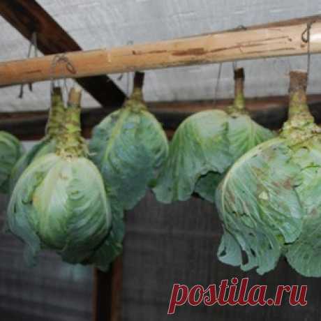 Варенье из хвои с шиповником и лимоном - МирТесен