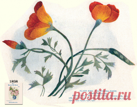 Belding Brothers XXII 1898