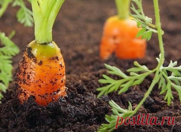 ЭФФЕКТИВНЫЙ СПОСОБ ПОСЕВА МОРКОВИ — БУДЬ В ТЕМЕ