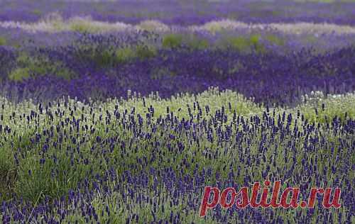 лавандовые поля