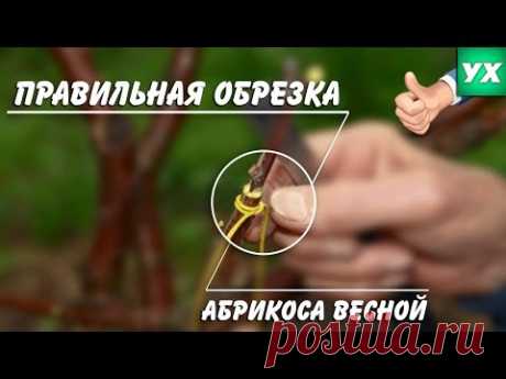 Правильная обрезка абрикоса весной