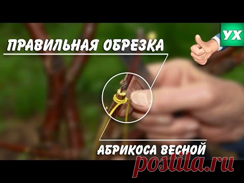 Правильная обрезка абрикоса весной