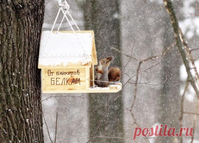 белкин домик:)