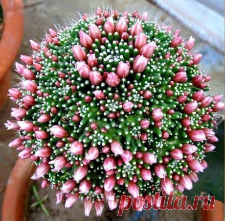 Кактус зацвел! Красотааа 😍