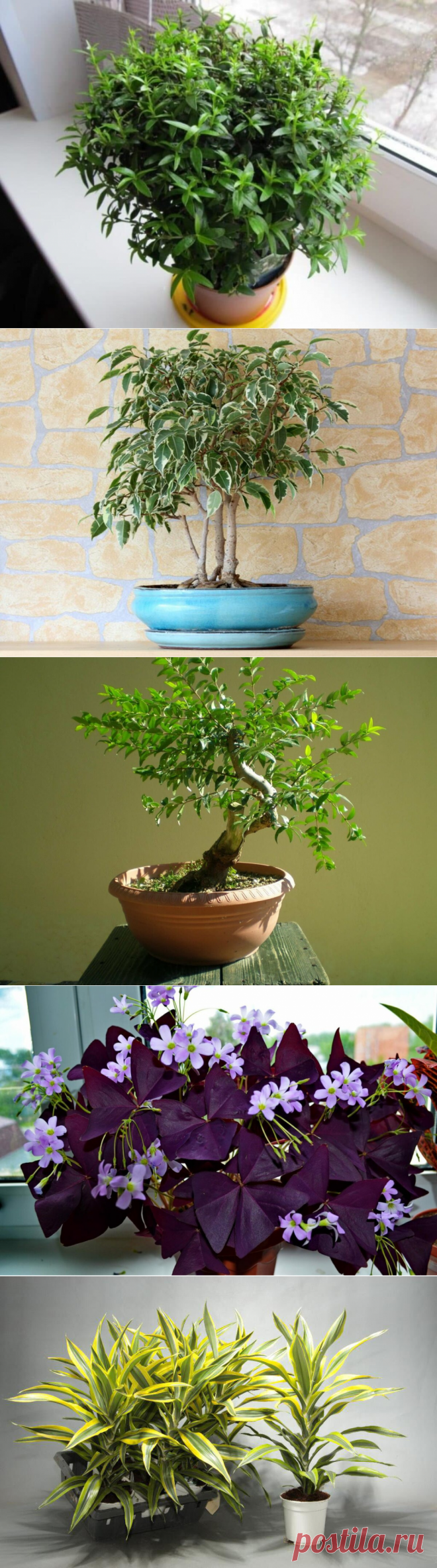 Комнатные цветы, которые обладают мощной энергетикой, которая положительно воздействует на жильцов | Все о домашних цветах | Яндекс Дзен