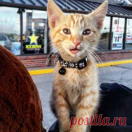 Байкер спас обожженного котенка и теперь путешествует с ним по стране