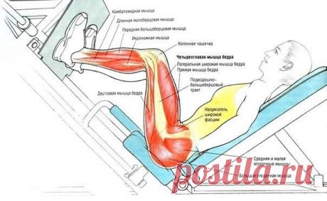 Подборка лучших упражнений для работы над низом | Wisestorie