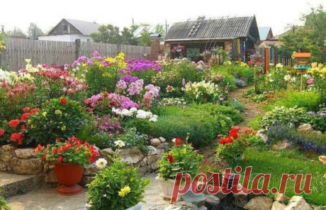 Многолетние цветы для дачи: названия, виды, фото (70 штук)