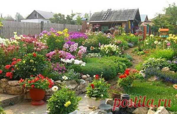 Многолетние цветы для дачи: названия, виды, фото (70 штук)