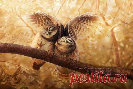 13 очаровательных фотографий сов от тайского фотографа!